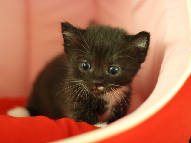 マンチカンの子猫画像