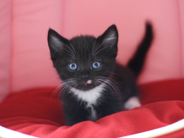 マンチカンの子猫画像