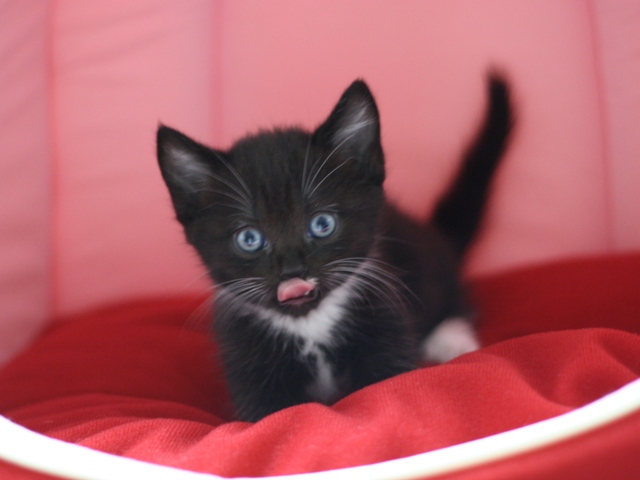 マンチカンの子猫画像