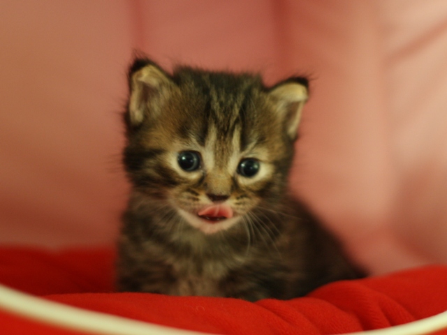 マンチカンの子猫画像