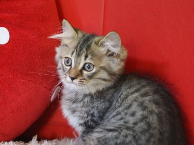 マンチカンの子猫画像