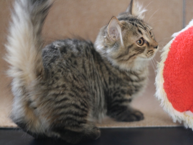 マンチカンの子猫画像