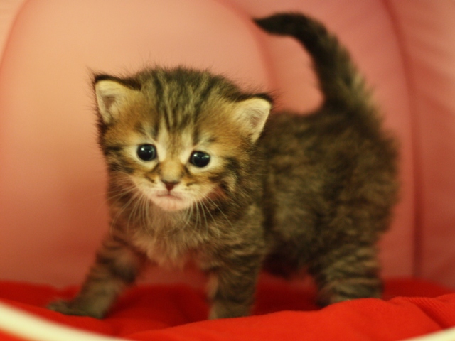 マンチカンの子猫画像