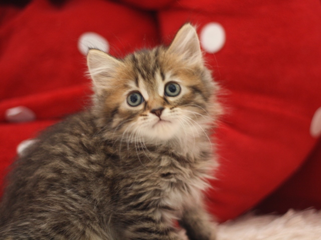 マンチカンの子猫画像