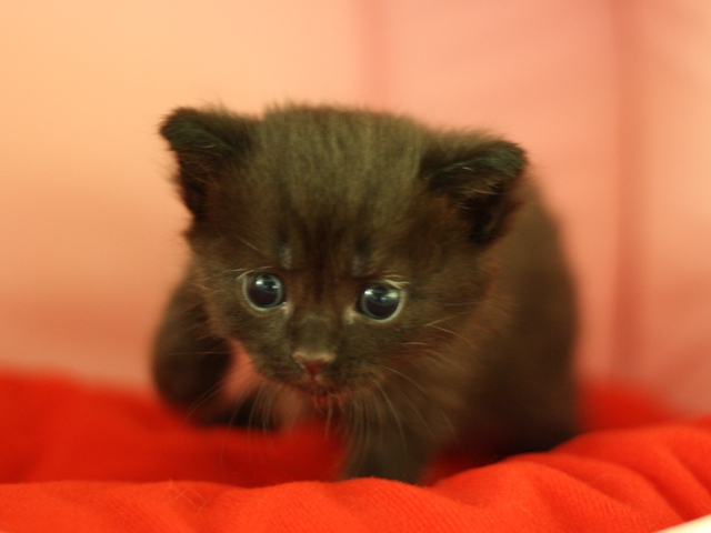 マンチカンの子猫画像