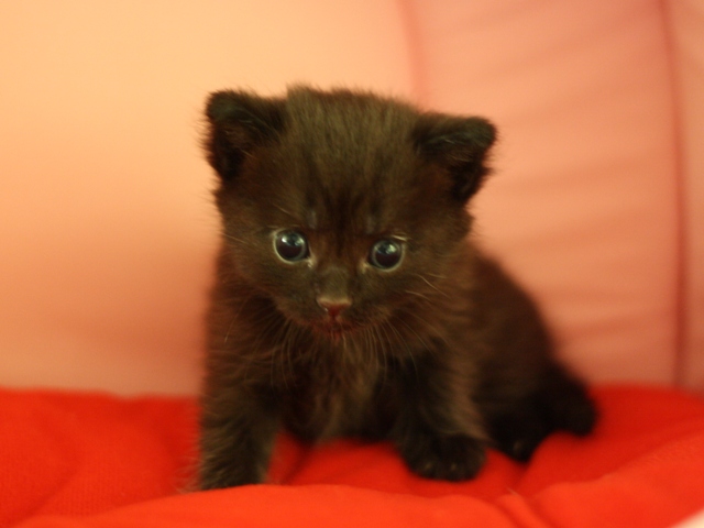 マンチカンの子猫画像