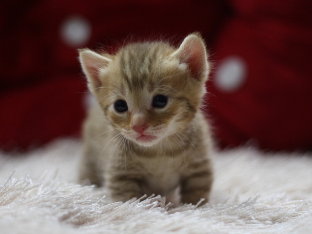 マンチカンの子猫画像