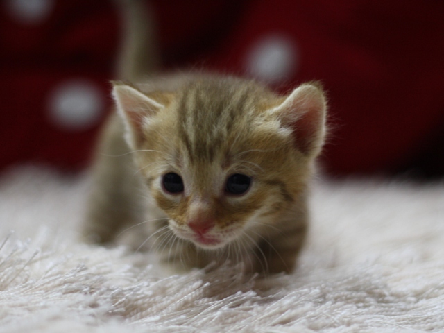 マンチカンの子猫画像