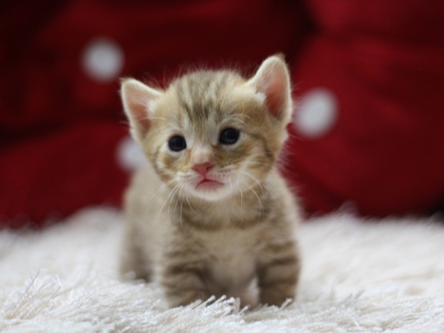 マンチカンの子猫画像