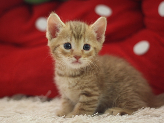 マンチカンの子猫画像