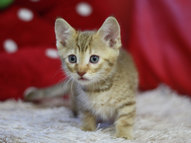 マンチカンの子猫画像