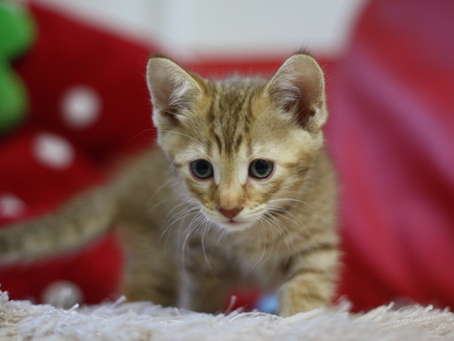 マンチカンの子猫画像