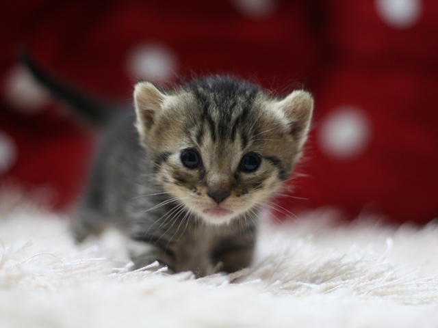 マンチカンの子猫画像