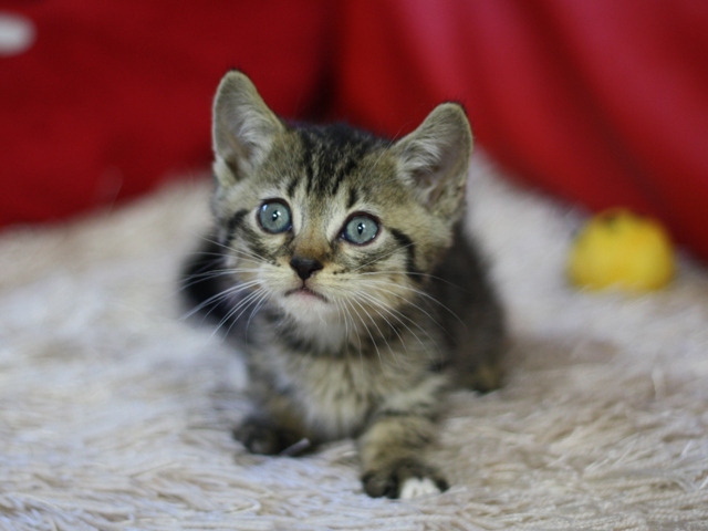 マンチカンの子猫画像