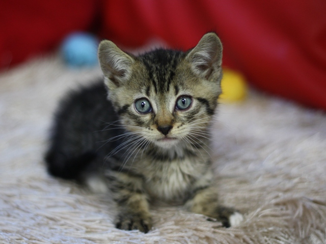 マンチカンの子猫画像