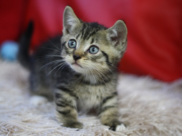 マンチカンの子猫画像