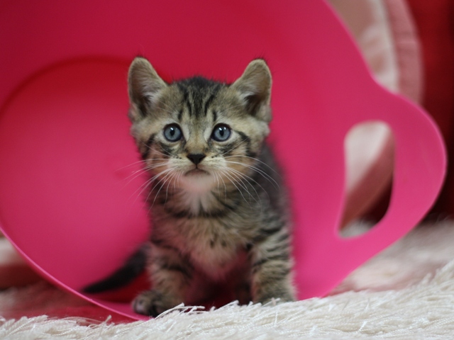 マンチカンの子猫画像