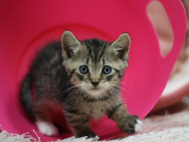 マンチカンの子猫画像