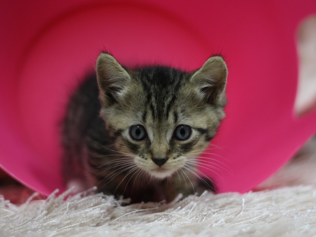 マンチカンの子猫画像