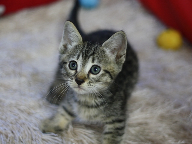 マンチカンの子猫画像