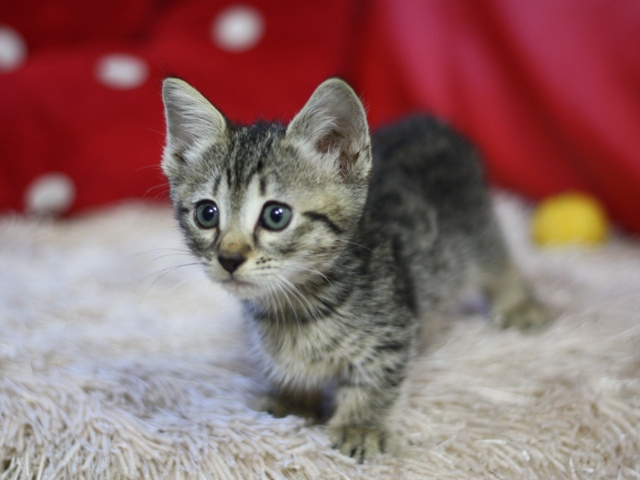 マンチカンの子猫画像