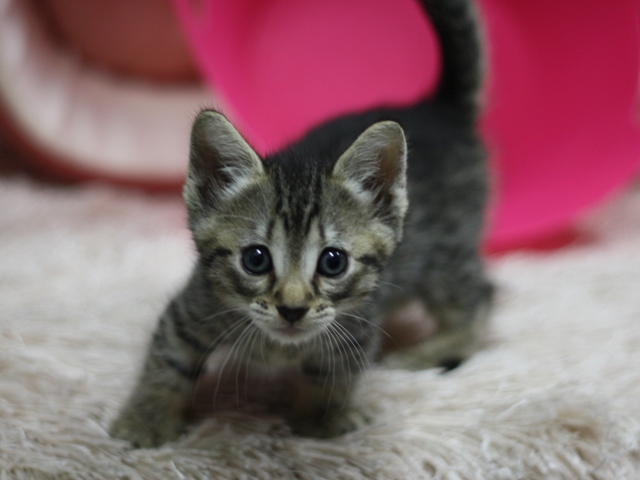 マンチカンの子猫画像