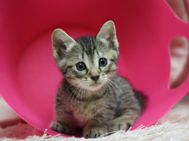 マンチカンの子猫画像