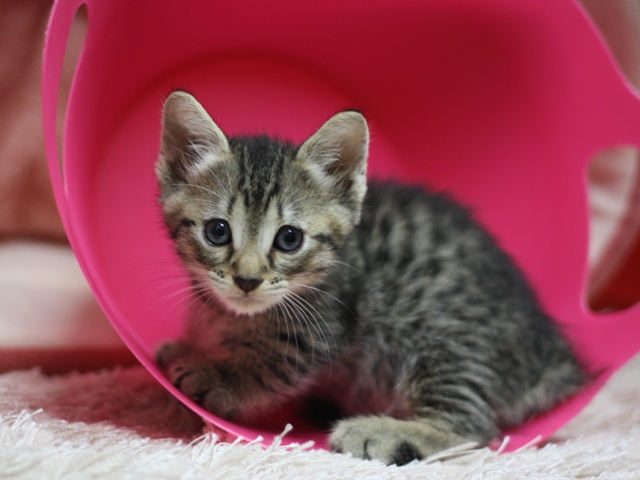 マンチカンの子猫画像