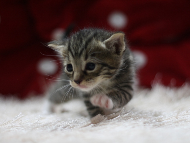 マンチカンの子猫画像