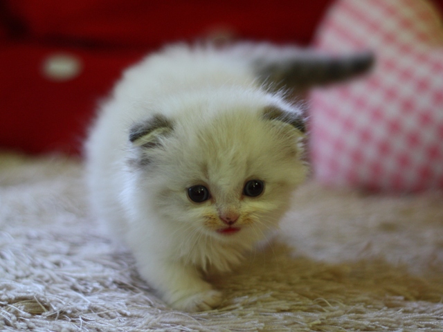 マンチカンの子猫画像