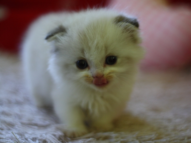 マンチカンの子猫画像