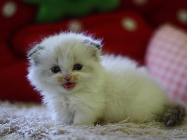 マンチカンの子猫画像