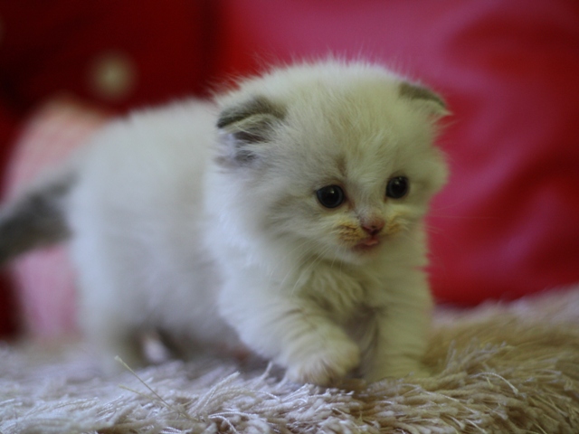 マンチカンの子猫画像