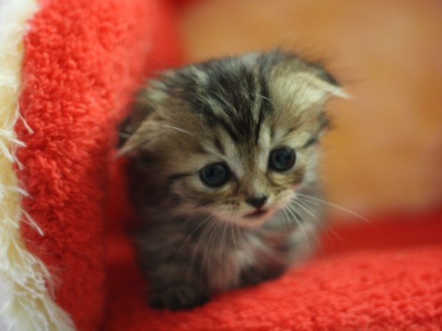 マンチカンの子猫画像