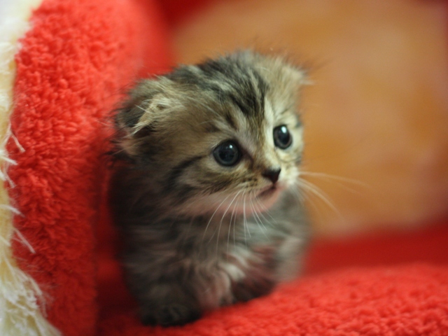 マンチカンの子猫画像