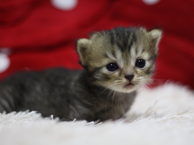 マンチカンの子猫画像