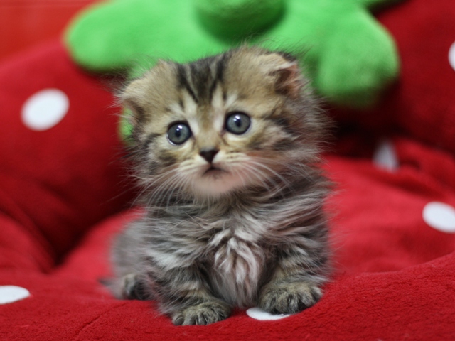 マンチカンの子猫画像