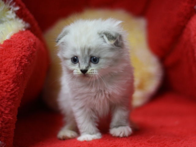 マンチカンの子猫画像