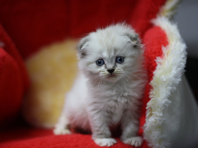 マンチカンの子猫画像