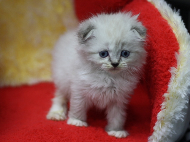 マンチカンの子猫画像