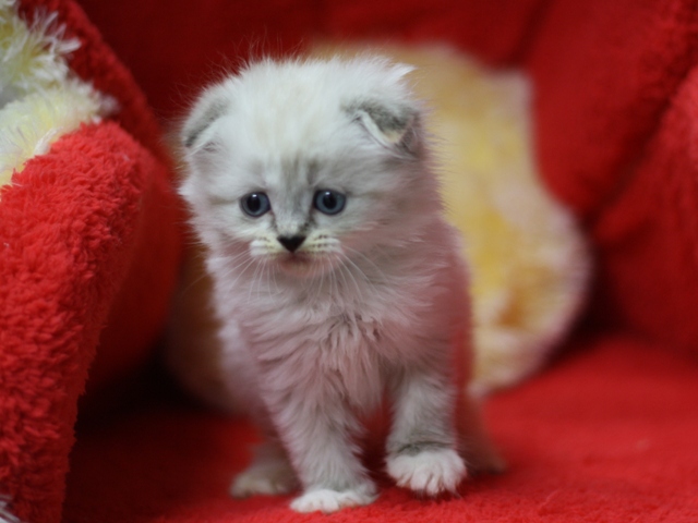 マンチカンの子猫画像