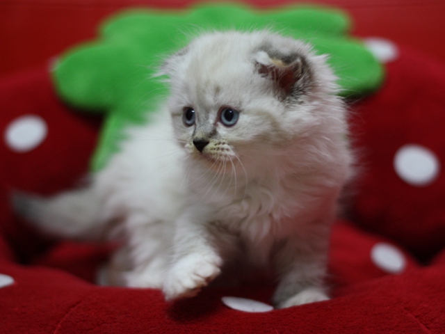 マンチカンの子猫画像