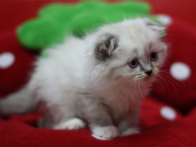 マンチカンの子猫画像