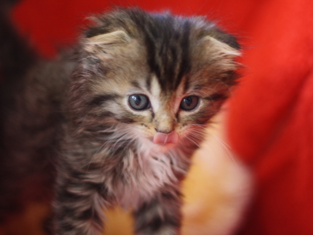 マンチカンの子猫画像