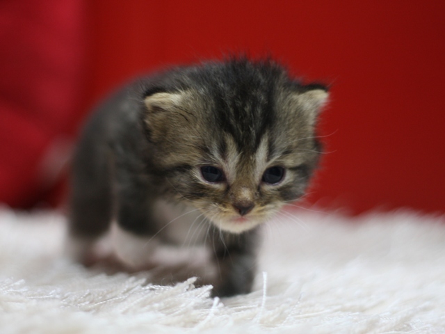 マンチカンの子猫画像