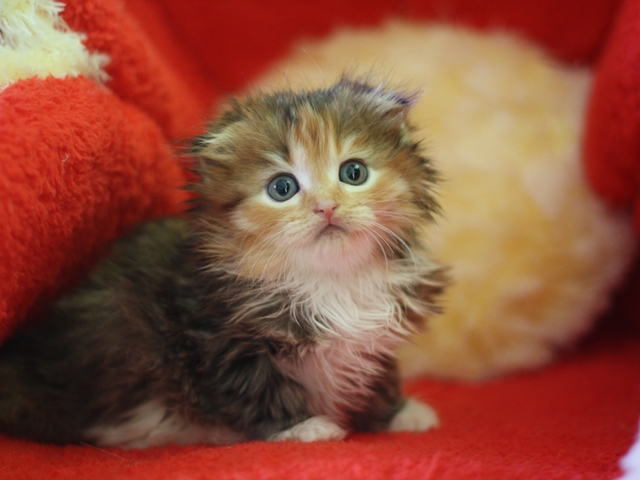 マンチカンの子猫画像