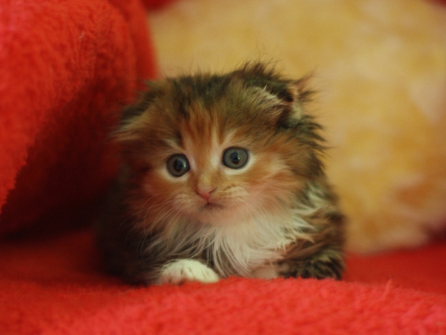 マンチカンの子猫画像