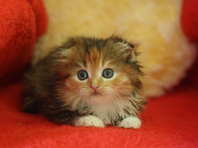 マンチカンの子猫画像