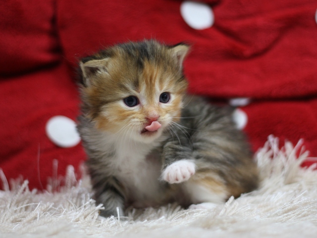 マンチカンの子猫画像