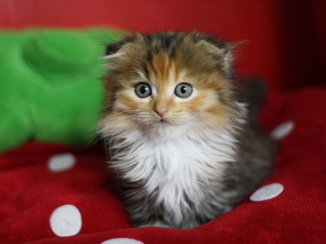 マンチカンの子猫画像